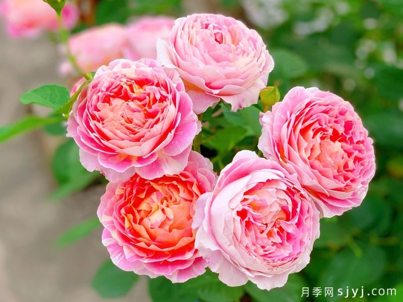 克劳德莫奈月季/莫奈Claude Monet(图4)