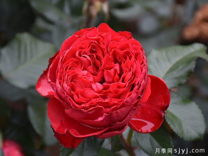 茶花女月季Traviata(图1)
