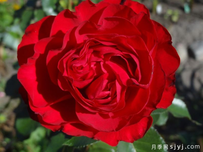茶花女月季Traviata(图2)