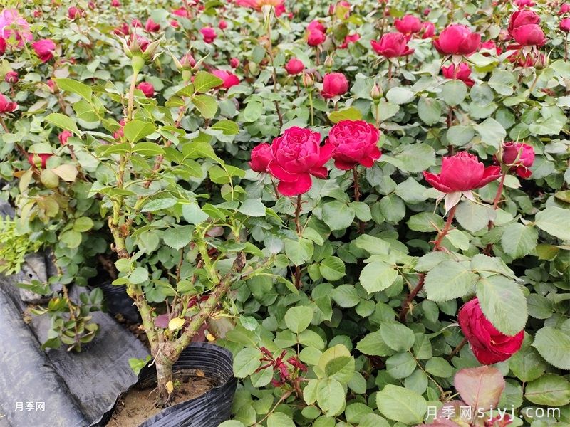 茶花女月季Traviata(图4)