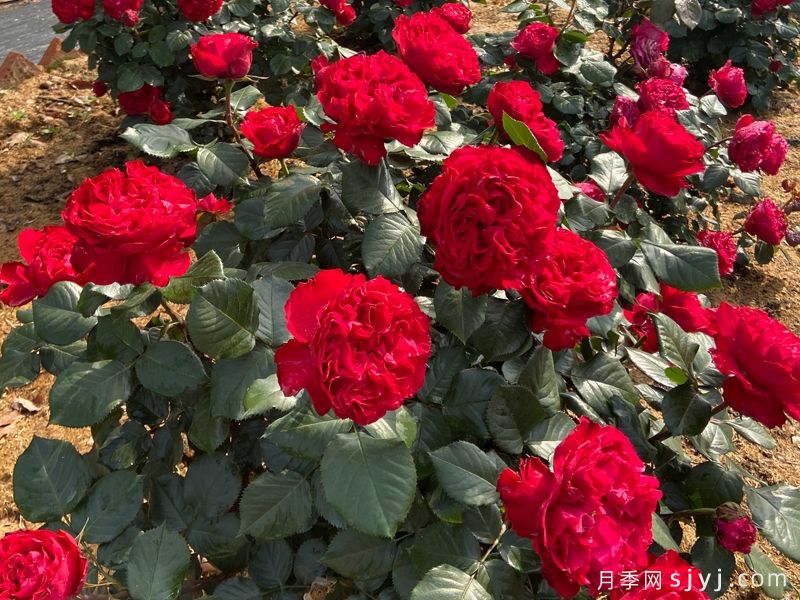 茶花女月季Traviata(图3)
