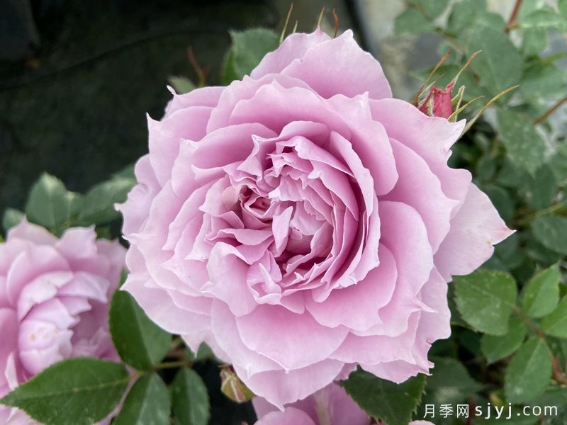 幻紫月季(图1)