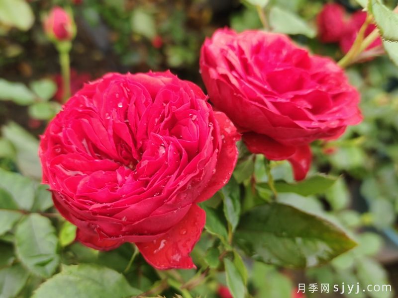 红苹果月季Red Apple(图2)