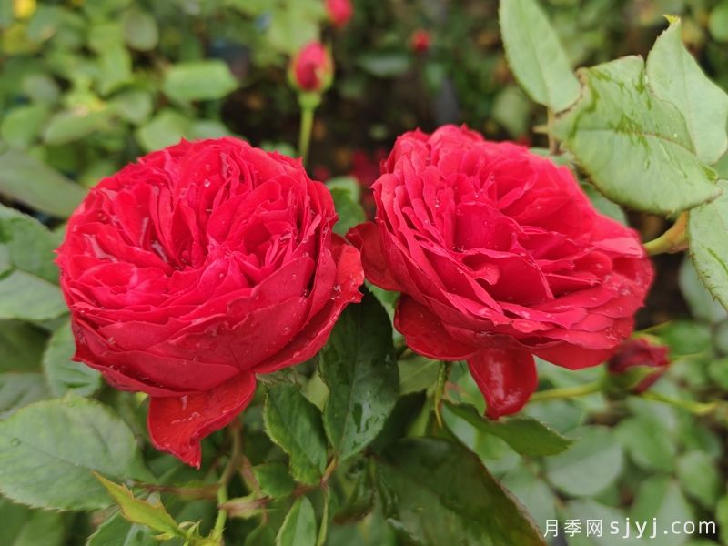 红苹果月季Red Apple(图4)