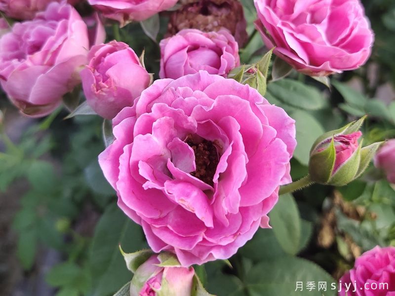 紫雾泡泡月季/迷雾泡泡Misty Bubbles(图4) 紫雾泡泡月季/迷雾泡泡Misty Bubbles(图4)