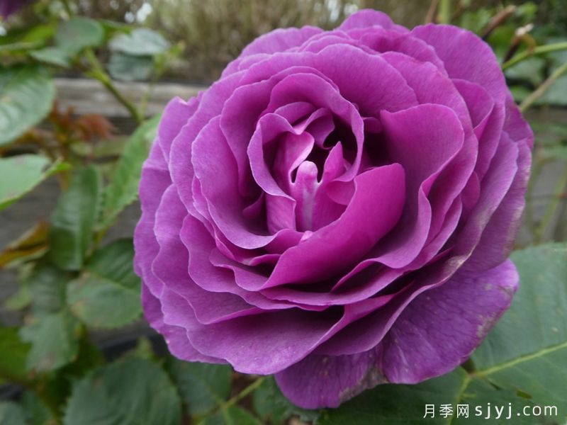 比利时月季/密涅瓦月季Minerv(图2)