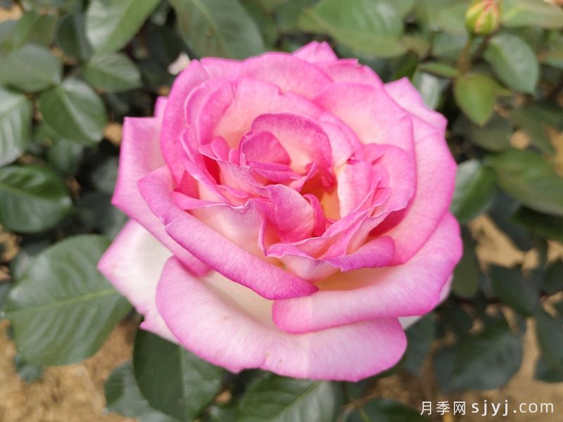 摩纳哥公主月季Princesse de Monaco(图1) 摩纳哥公主月季Princesse de Monaco(图1)