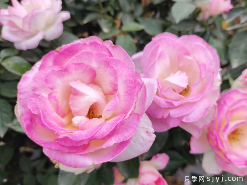 摩纳哥公主月季Princesse de Monaco(图2) 摩纳哥公主月季Princesse de Monaco(图2)