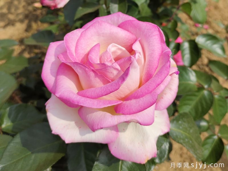 摩纳哥公主月季Princesse de Monaco(图3) 摩纳哥公主月季Princesse de Monaco(图3)