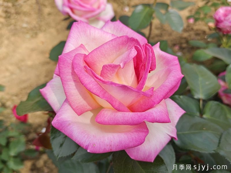 摩纳哥公主月季Princesse de Monaco(图4) 摩纳哥公主月季Princesse de Monaco(图4)