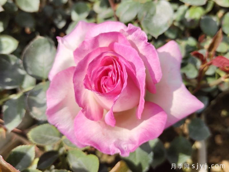 / 摩纳哥公主月季Princesse de Monaco(图5)