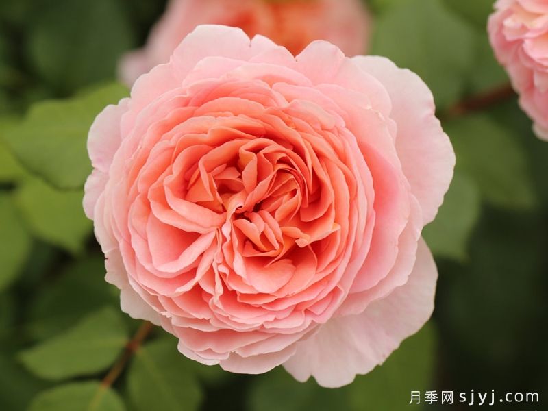 亚伯拉罕达比月季/亚伯拉罕Abraham Darby(图1)