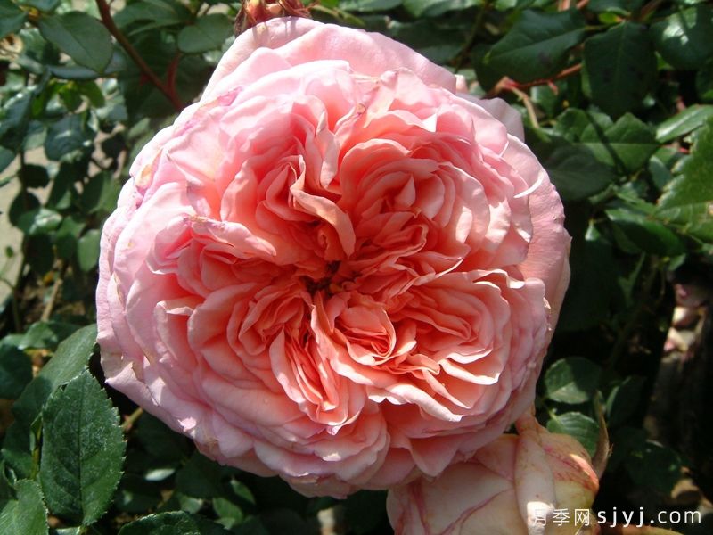 亚伯拉罕达比月季/亚伯拉罕Abraham Darby(图2)