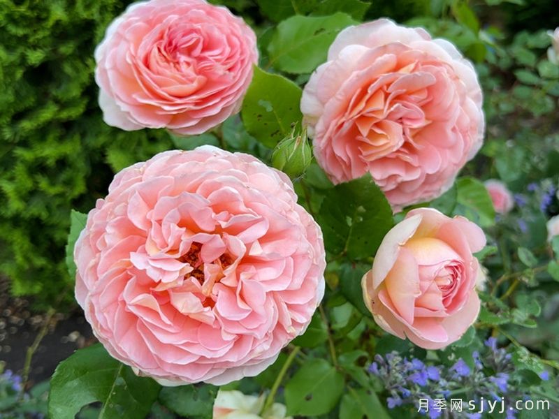 亚伯拉罕达比月季/亚伯拉罕Abraham Darby(图3)