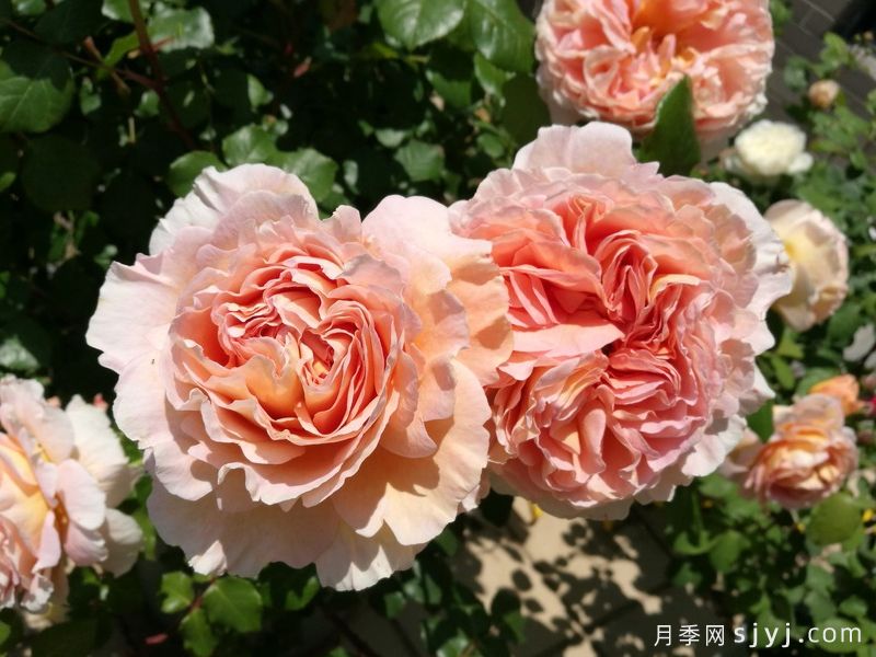 亚伯拉罕达比月季/亚伯拉罕Abraham Darby(图4)