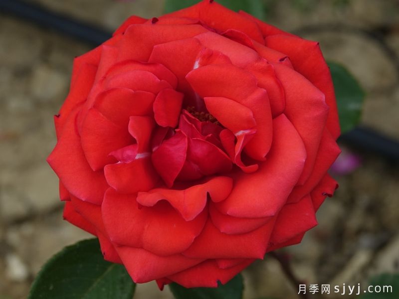 卡托尔纸牌月季/纸牌/巴卡拉Baccarat(图2)
