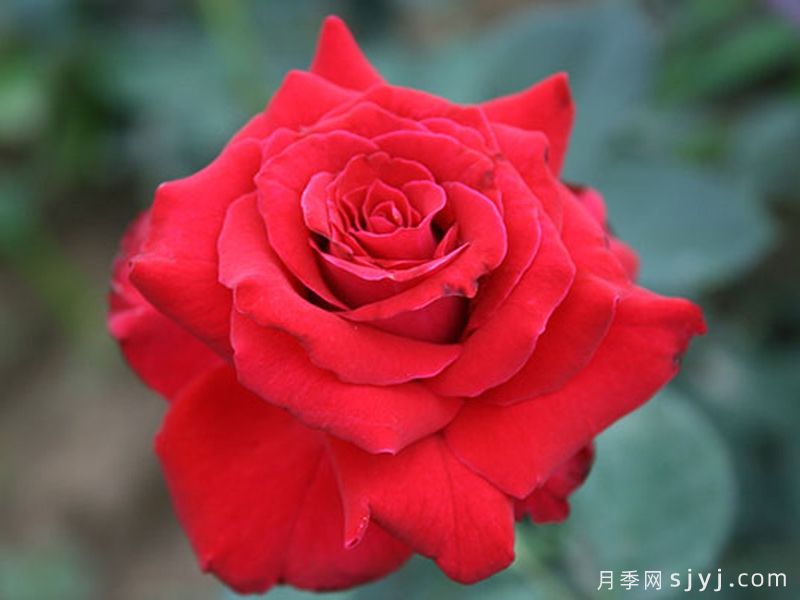 卡托尔纸牌月季/纸牌/巴卡拉Baccarat(图3)