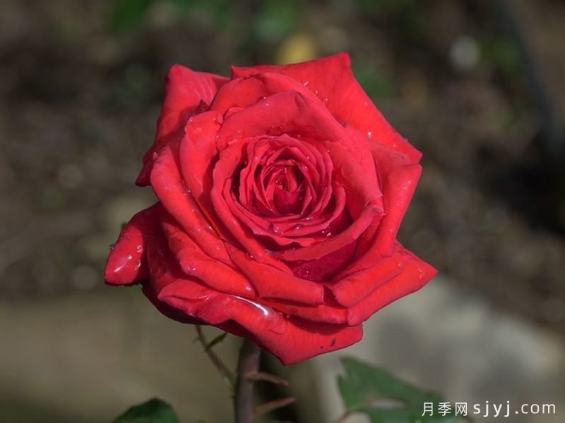 卡托尔纸牌月季/纸牌/巴卡拉Baccarat(图4)