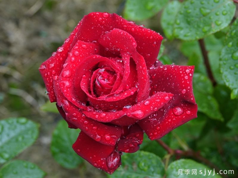 英格丽褒曼月季Ingrid Bergman(图4) 英格丽褒曼月季Ingrid Bergman(图4)