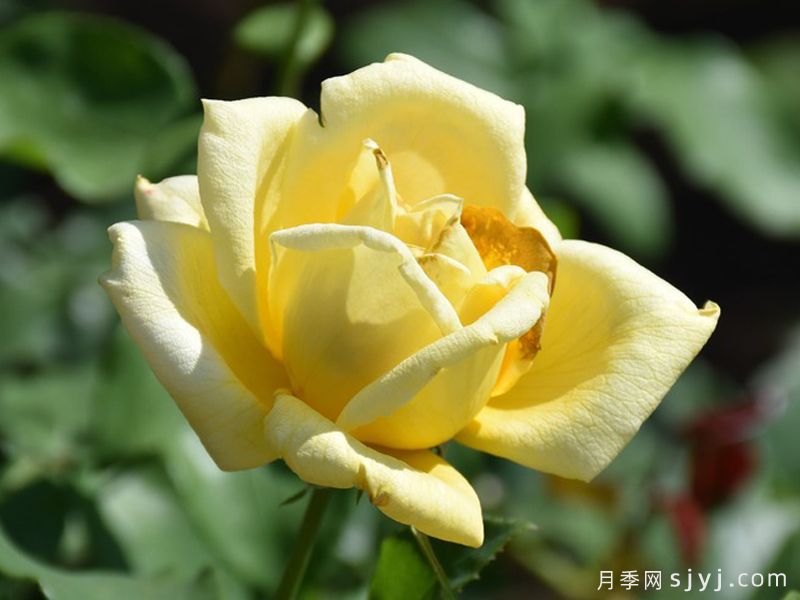 索力多月季/索利多Solidor(图2) 索力多月季/索利多Solidor(图2)