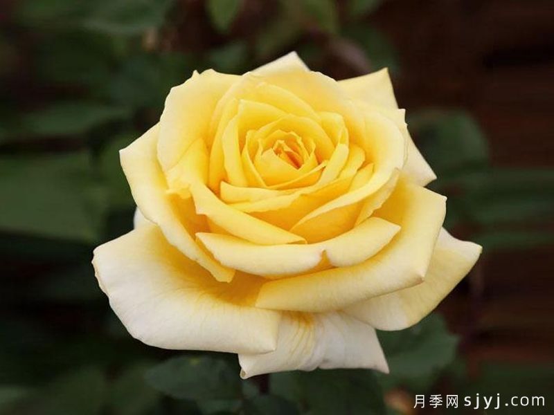 索力多月季/索利多Solidor(图1) 索力多月季/索利多Solidor(图1)