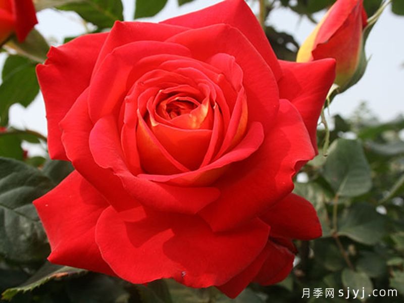 希望月季/吉普赛狂欢节Kibou(图2)