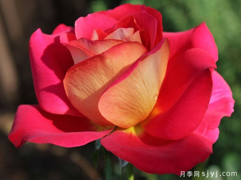希望月季/吉普赛狂欢节Kibou(图3)