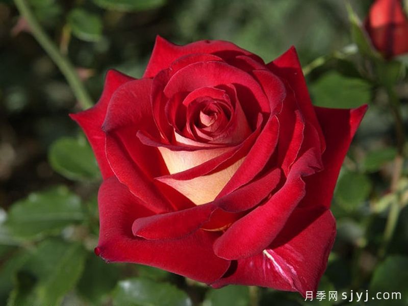 希望月季/吉普赛狂欢节Kibou(图4)