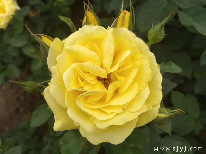 金凤凰月季Golden Scepter(图2)