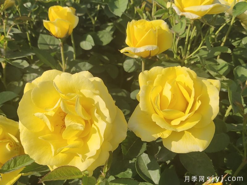 金凤凰月季Golden Scepter(图7)