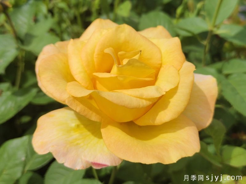 澳洲黄金月季Australian Gold(图1)