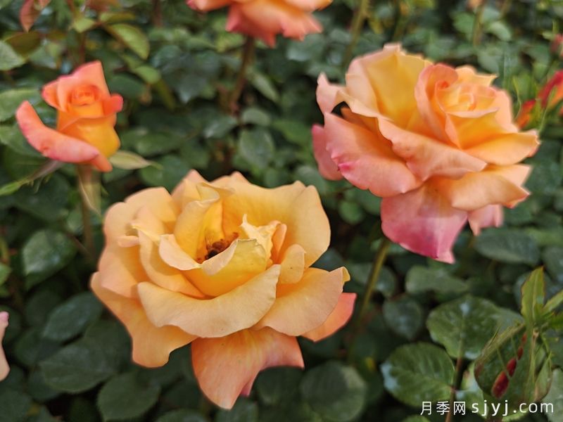 澳洲黄金月季Australian Gold(图2)