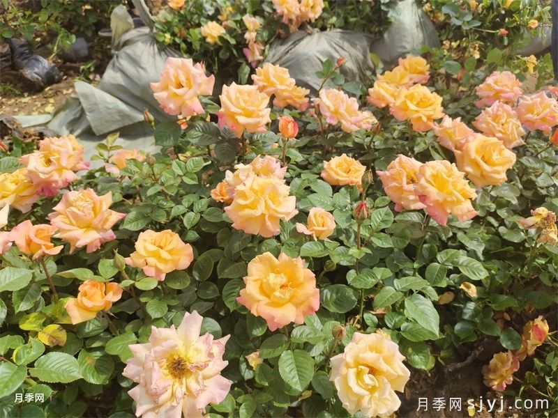 澳洲黄金月季Australian Gold(图7)
