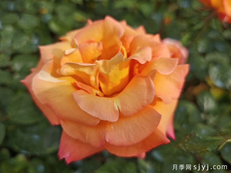 澳洲黄金月季Australian Gold(图3)
