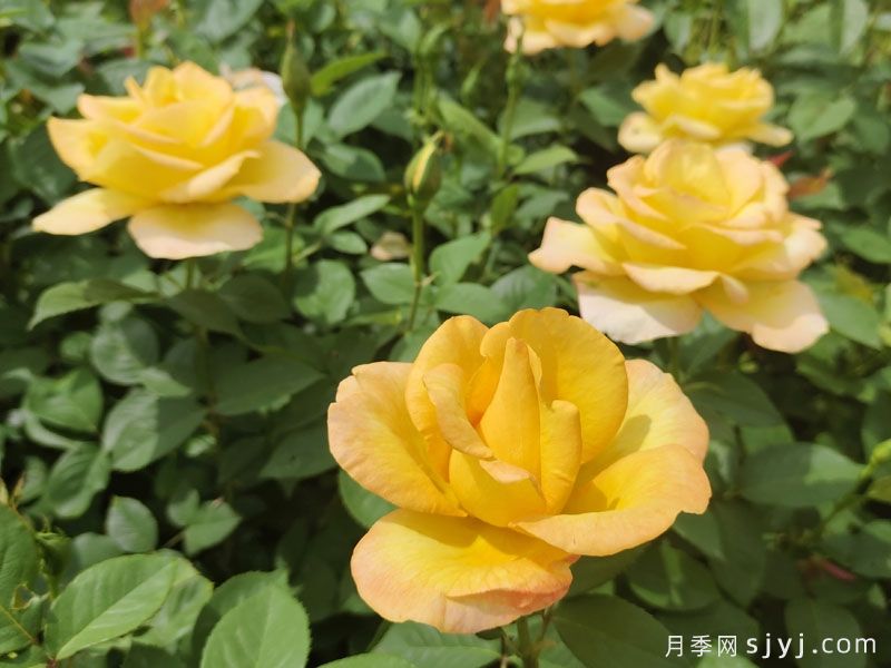 澳洲黄金月季Australian Gold(图4)