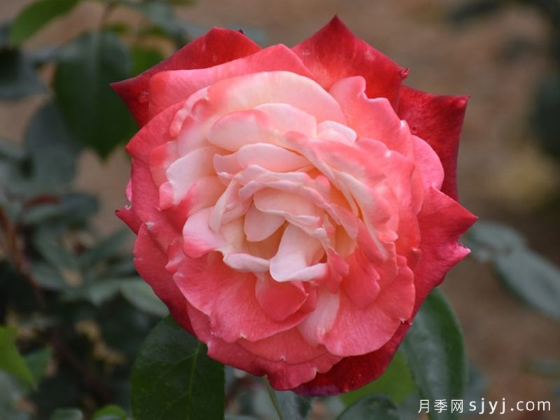 丹顶月季Tan Cho(图2)