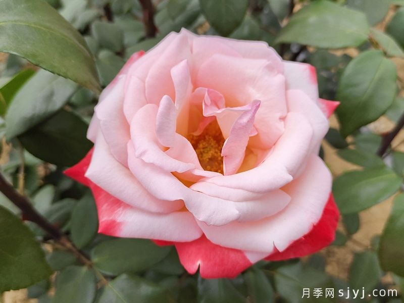 丹顶月季Tan Cho(图3)
