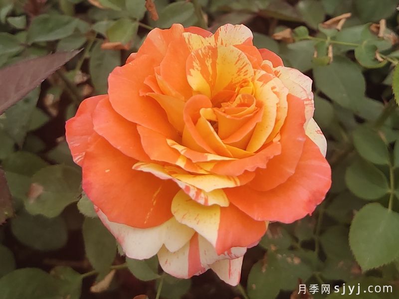 热带晚霞月季/热带落日Tropical Sunset(图2) 热带晚霞月季/热带落日Tropical Sunset(图2)
