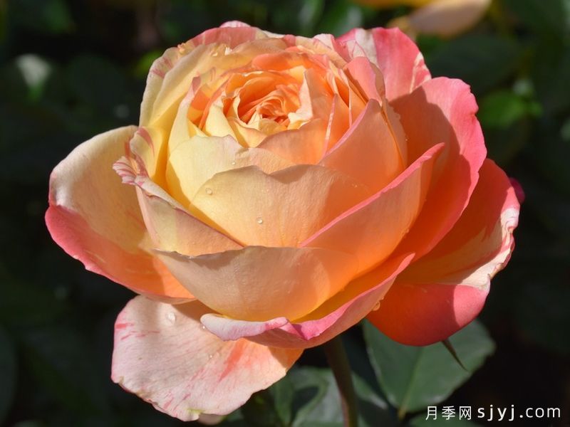 热带晚霞月季/热带落日Tropical Sunset(图1) 热带晚霞月季/热带落日Tropical Sunset(图1)