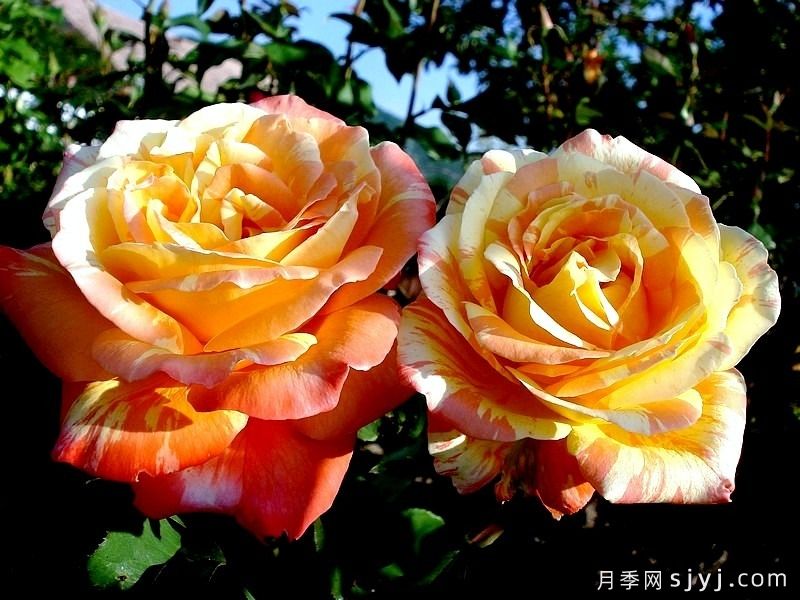 热带晚霞月季/热带落日Tropical Sunset(图3) 热带晚霞月季/热带落日Tropical Sunset(图3)