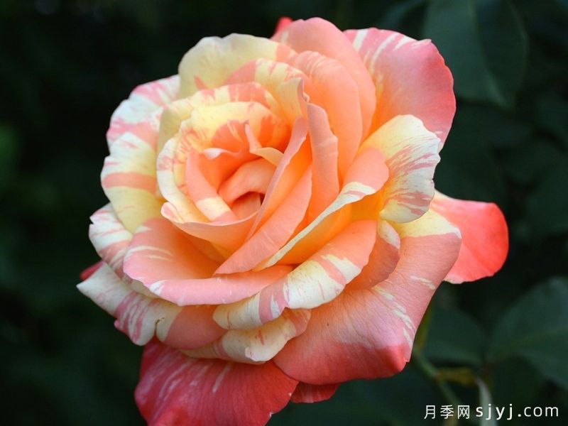 热带晚霞月季/热带落日Tropical Sunset(图4) 热带晚霞月季/热带落日Tropical Sunset(图4)