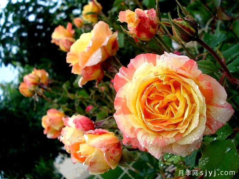 热带晚霞月季/热带落日Tropical Sunset(图5) 热带晚霞月季/热带落日Tropical Sunset(图5)