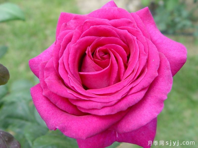 大紫光月季/大紫袍Big Purple(图1) 大紫光月季/大紫袍Big Purple(图1)
