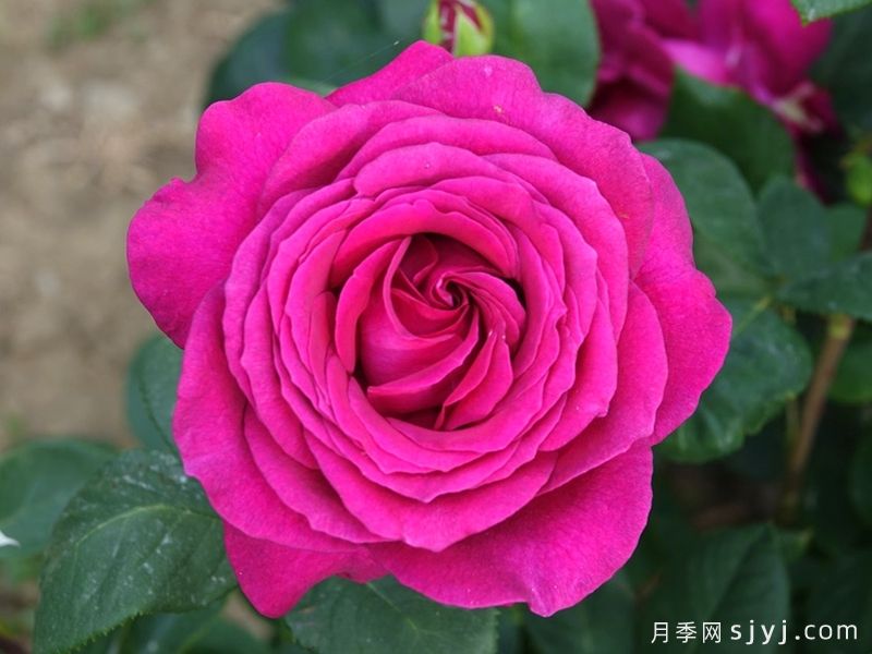 大紫光月季/大紫袍Big Purple(图4) 大紫光月季/大紫袍Big Purple(图4)