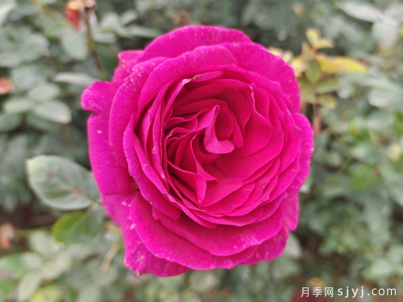 大紫光月季/大紫袍Big Purple(图3) 大紫光月季/大紫袍Big Purple(图3)