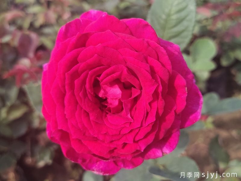 大紫光月季/大紫袍Big Purple(图5) 大紫光月季/大紫袍Big Purple(图5)