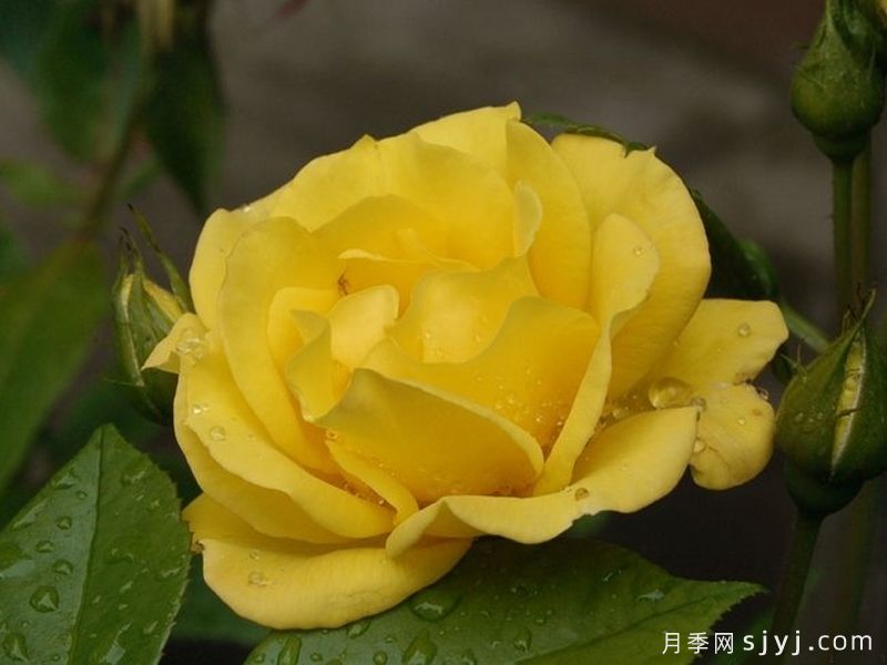 金玛丽月季/金玛莉月季Goldmarie(图2) 金玛丽月季/金玛莉月季Goldmarie(图2)
