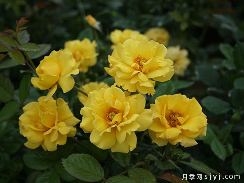 金玛丽月季/金玛莉月季Goldmarie(图4) 金玛丽月季/金玛莉月季Goldmarie(图4)