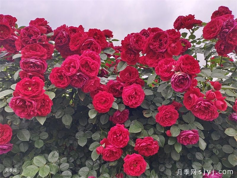 弗洛伦蒂娜月季/蒂娜/佛罗伦萨Florentina(图2)