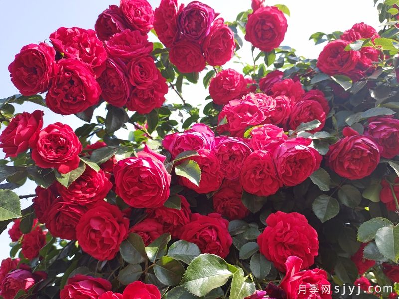 弗洛伦蒂娜月季/蒂娜/佛罗伦萨Florentina(图3)